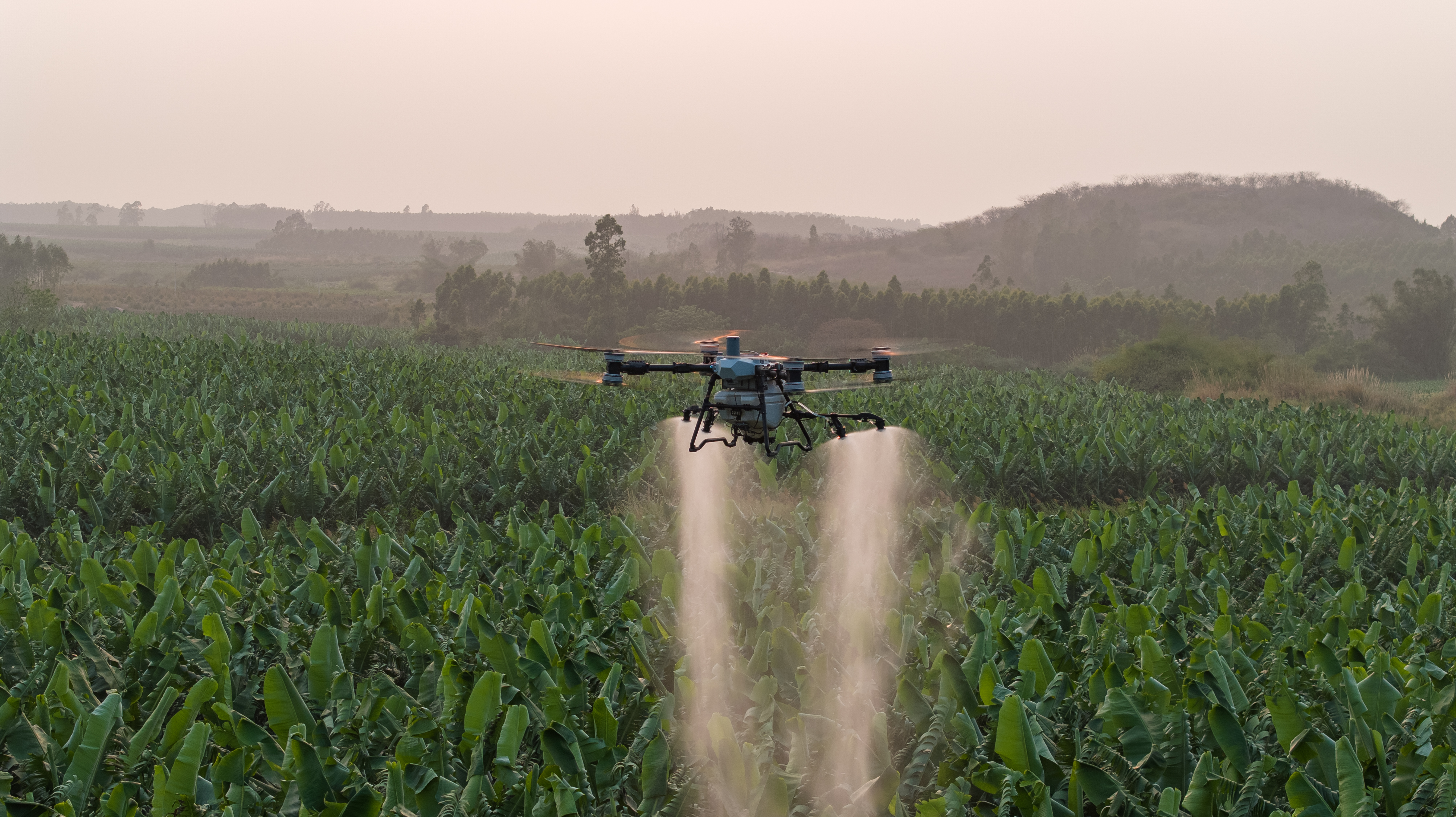 DJI Agras T100 fumigando cultivo de banano en Ecuador